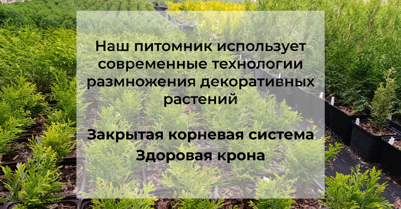 питомник карань