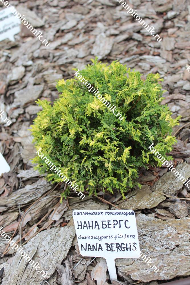 Кипарисовик горохоплодный Нана Бергс фото