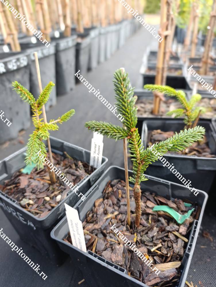 фото Ель Восточная Аурея Ель Восточная Аурея фото