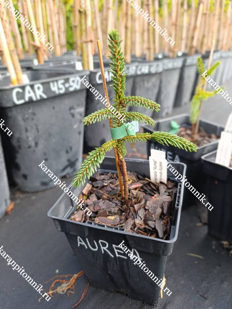 фото Ель Восточная Аурея Ель Восточная Аурея фото