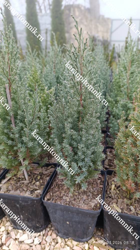 Можжевельник китайский Стрикта фото