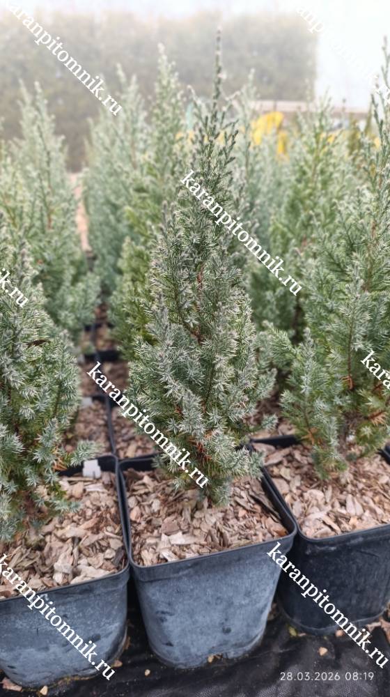 Можжевельник китайский Стрикта фото