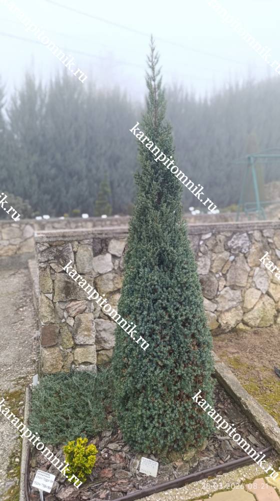 Можжевельник китайский Стрикта фото