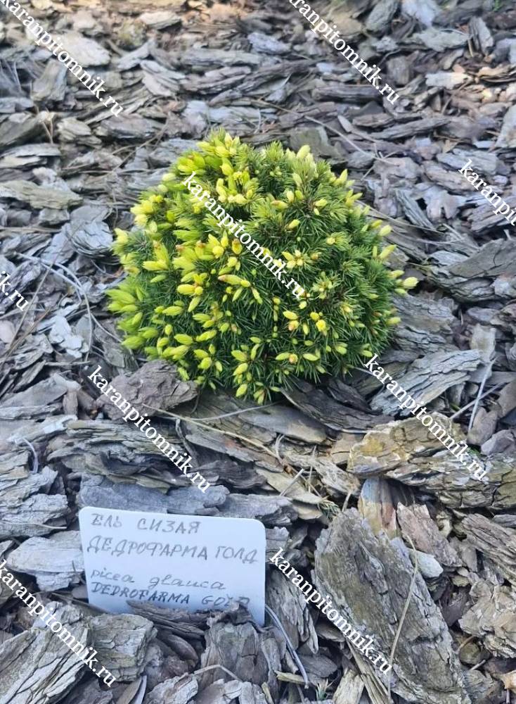 Ель Сизая Дендрофарма Голд фото