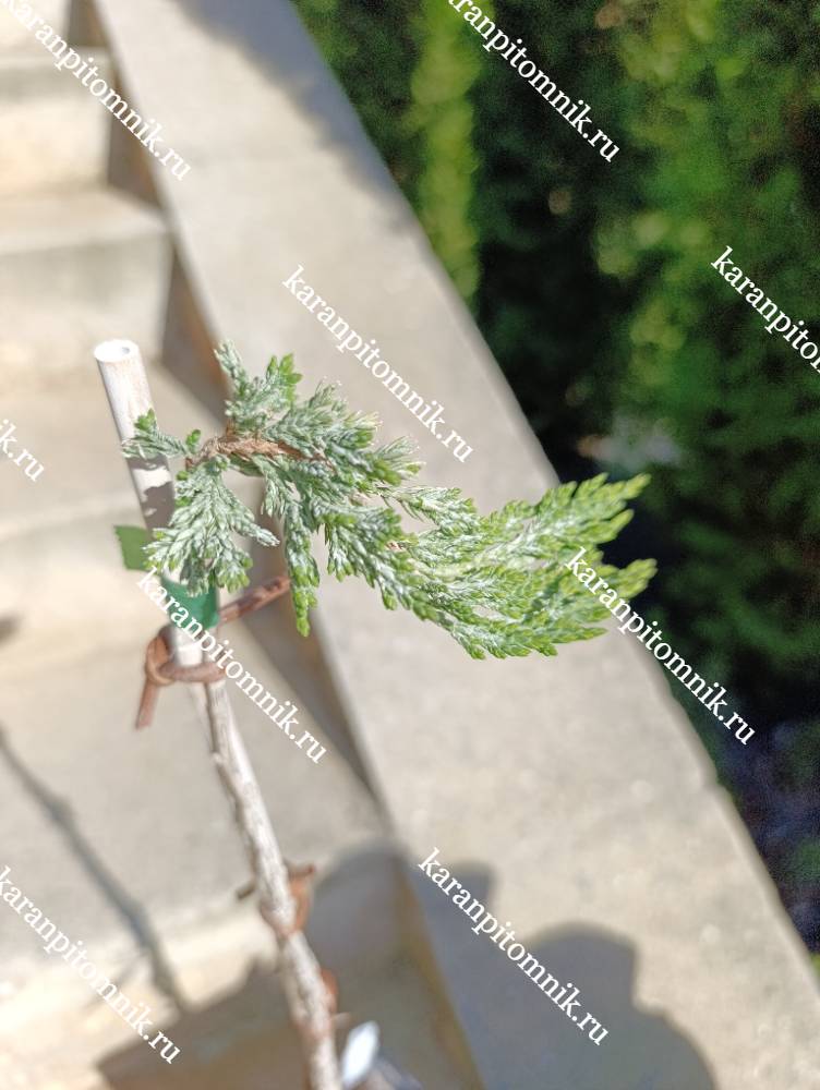 Можжевельник горизонтальный Панкейк (штамб Ра45) фото