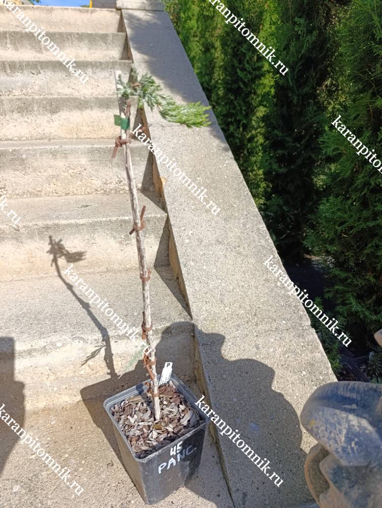 Можжевельник горизонтальный Панкейк (штамб Ра45) фото