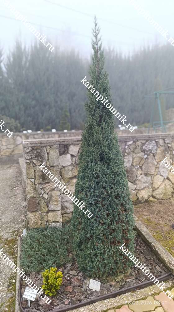 Можжевельник китайский Стрикта купить