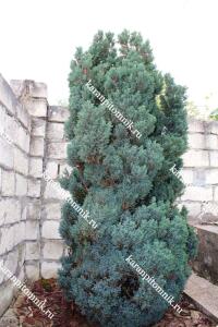 Кипарисовик Лавсона Элвуди купить